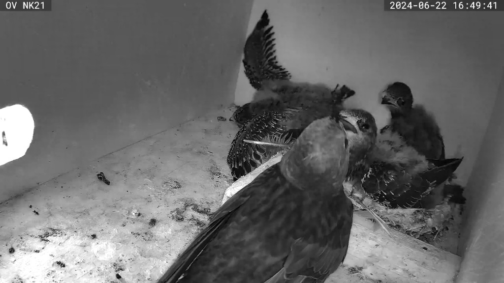 Mauerseglerküken verlässt das Nest
